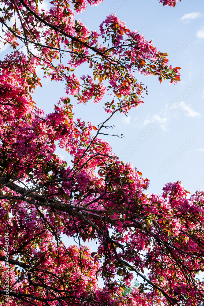 pink flowers in spring pink flowers in spring