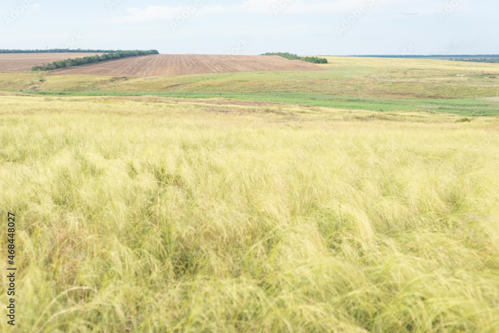 grassland background yellow grass in the field landscape rustic