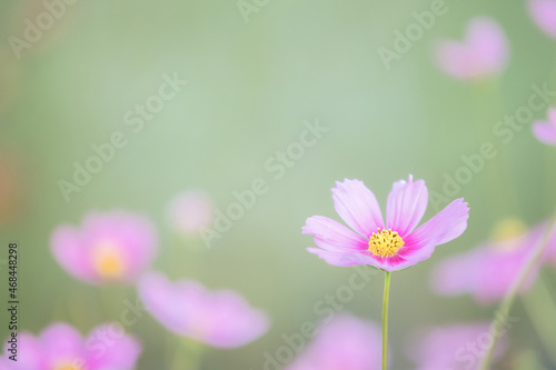 beautiful pink cosmos flowers in close up