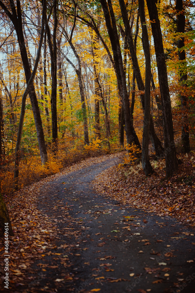 Fall autumn foliage during October