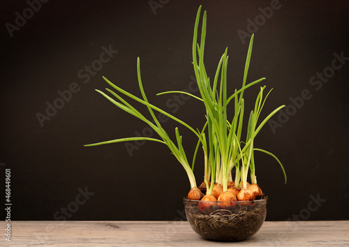 Onion green feathers grow in a transparent pot. roots