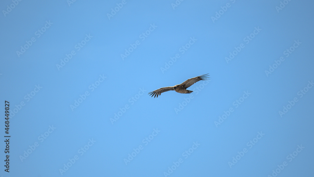 Condor Andino over the Andes Condor Andino over the Andes