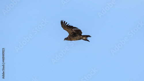 Condor Andino over the Andes