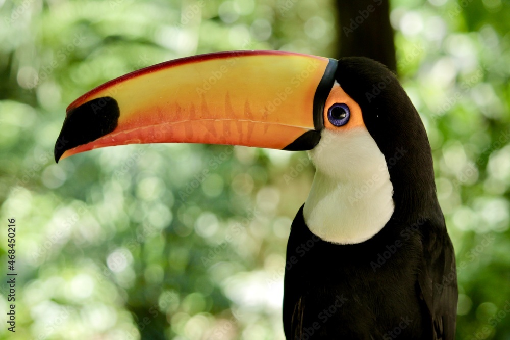 Naklejka premium Toucan in its natural habitat, Ranphastos toco, scientific name of the toucan
