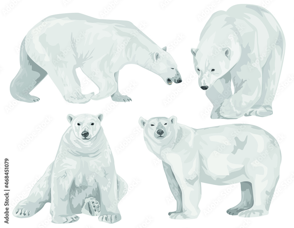 A set of adult bears in various poses. Polar bear. Northern animals. Vector
