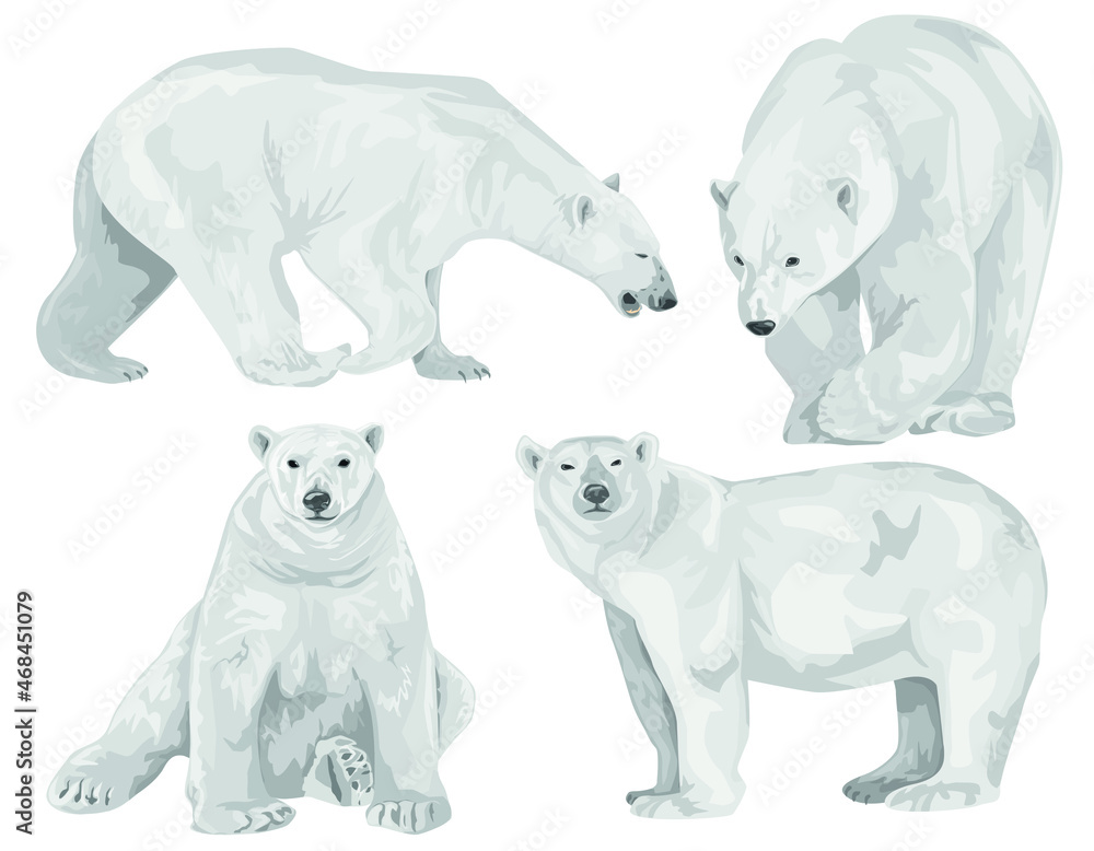 Fototapeta premium A set of adult bears in various poses. Polar bear. Northern animals. Vector