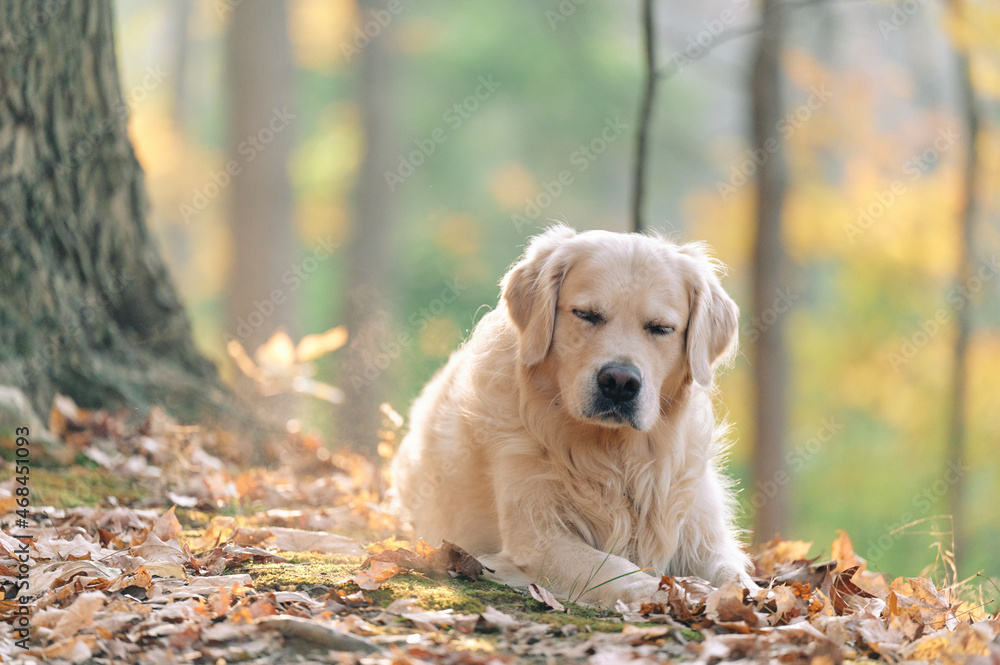 Joyka the Golden Retriever is enjoying his morning hike in the woods of Western Pennsylvania, USA. It's November but the weather is sunny and warm. The fall foliage is yellow and red and the beige dog Joyka the Golden Retriever is enjoying his morning hike in the woods of Western Pennsylvania, USA. It's November but the weather is sunny and warm. The fall foliage is yellow and red and the beige dog