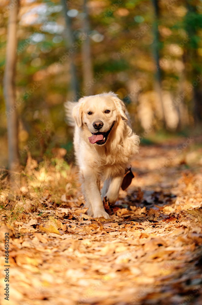 Joyka the Golden Retriever is enjoying his morning hike in the woods of Western Pennsylvania, USA. It's November but the weather is sunny and warm. The fall foliage is yellow and red and the beige dog Joyka the Golden Retriever is enjoying his morning hike in the woods of Western Pennsylvania, USA. It's November but the weather is sunny and warm. The fall foliage is yellow and red and the beige dog