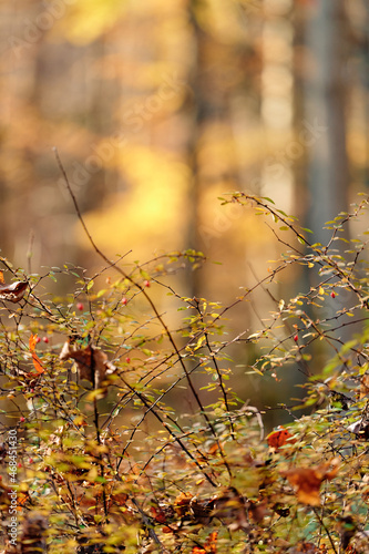 Joyka the Golden Retriever is enjoying his morning hike in the woods of Western Pennsylvania, USA. It's November but the weather is sunny and warm. The fall foliage is yellow and red and the beige dog