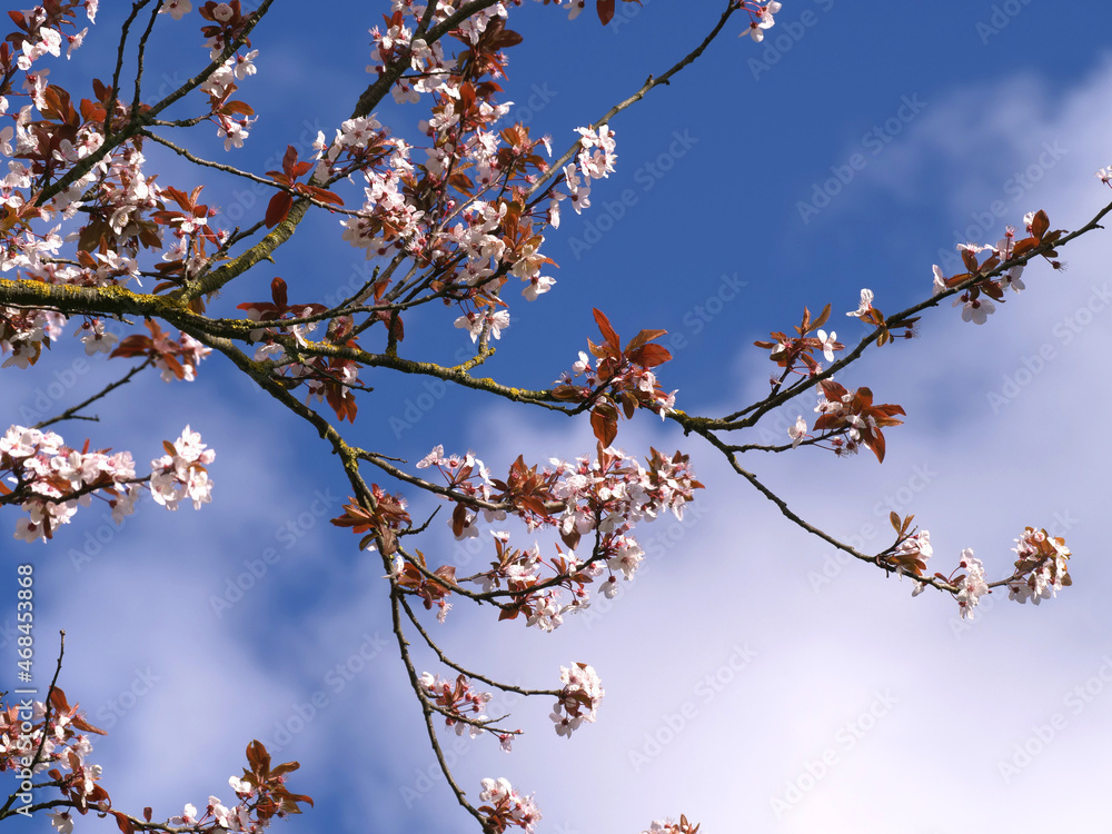 Cherry blossom against blue skies and clouds wide shot Cherry blossom against blue skies and clouds wide shot
