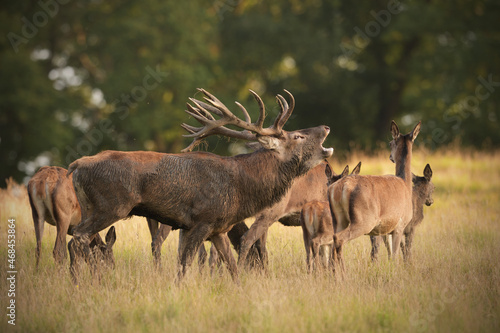 Red deer stag roaring in his harem of hinds photo
