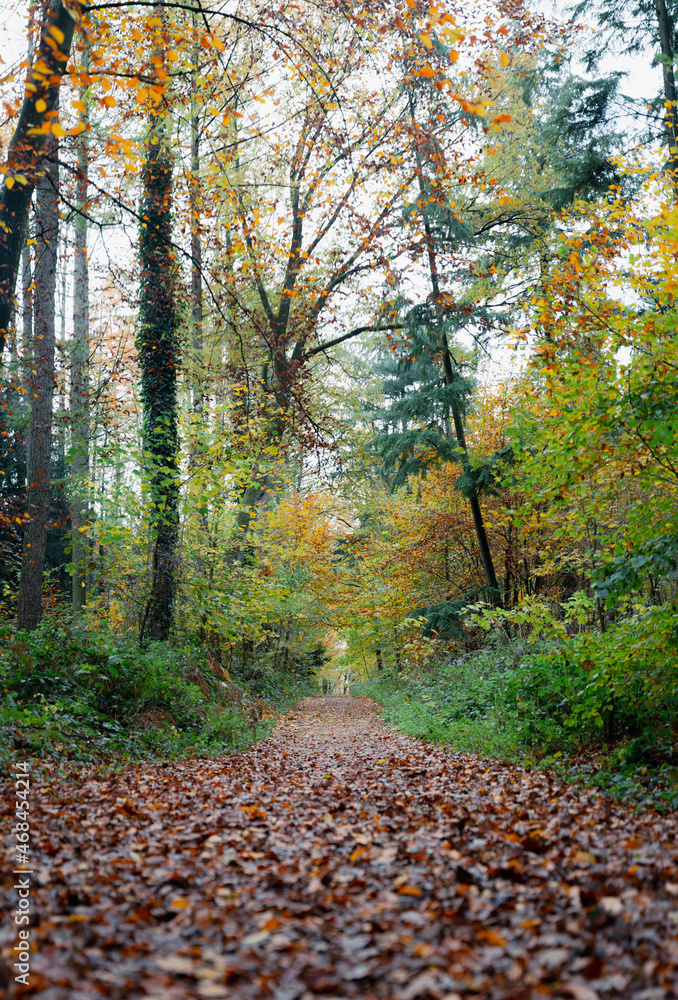 A walk through the Duisburg city forest in autumn A walk through the Duisburg city forest in autumn
