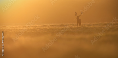 Red deer staying at meadow at gold sunset