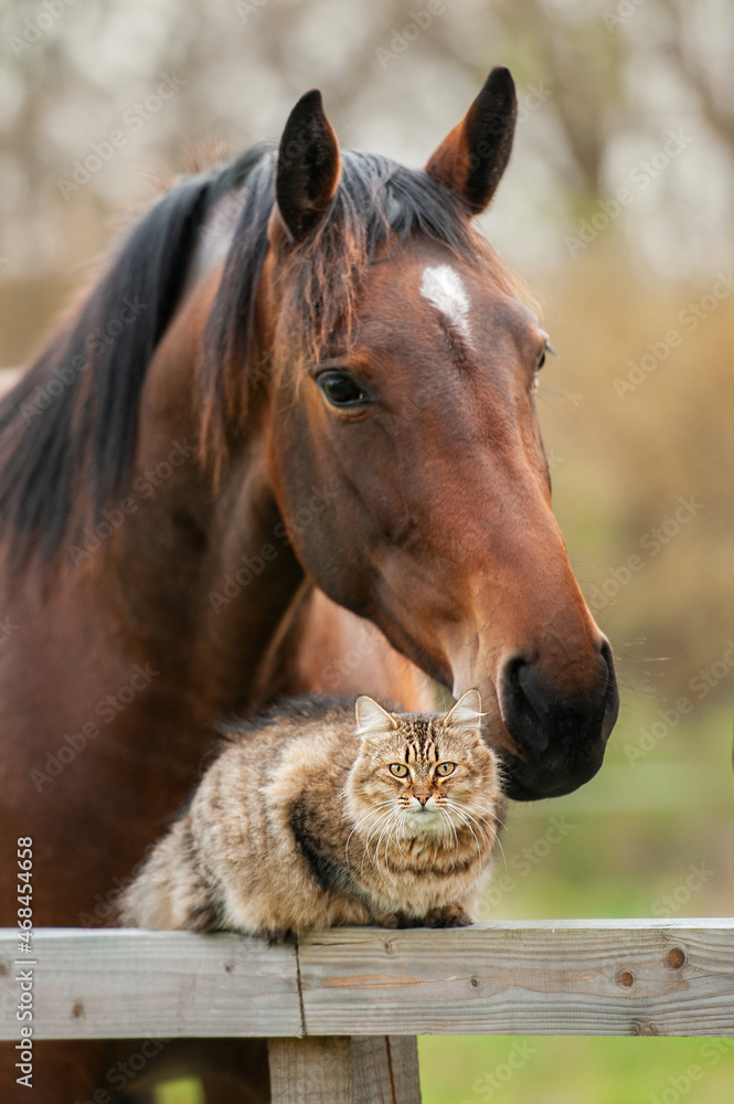 Obraz premium Lovely cat sitting on the fence next to the horse