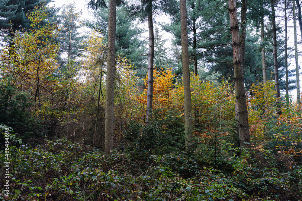 A walk through the Duisburg city forest in autumn A walk through the Duisburg city forest in autumn