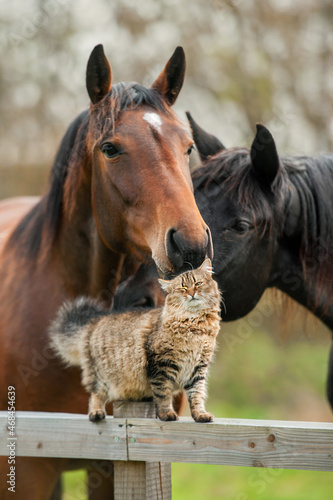 Lovely cat sitting on the fence next to the horses