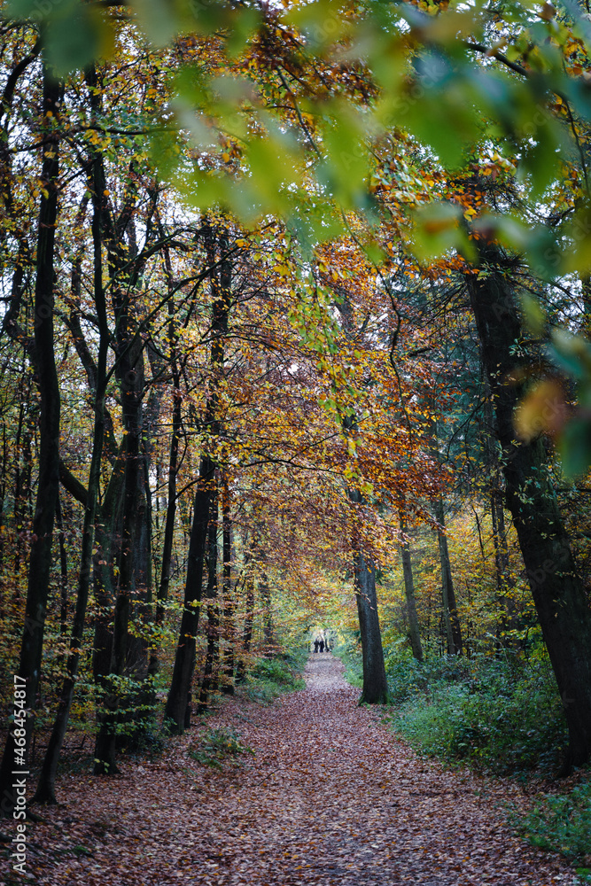 Obraz premium A walk through the Duisburg city forest in autumn