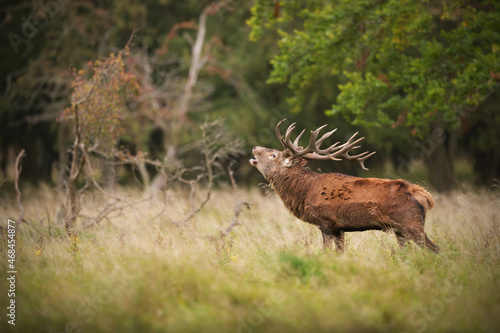 Red deer stag roaring