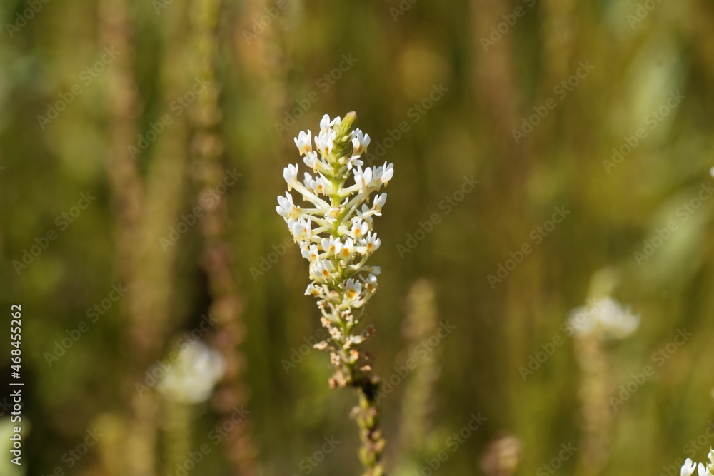 Flowers of the plant Hebenstretia dentata Flowers of the plant Hebenstretia dentata