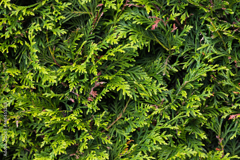 Green hedgerow wall macro photo of evergreen leaves