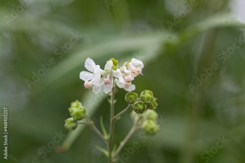 Flower of a Virginia mallow  Sida hermaphrodita