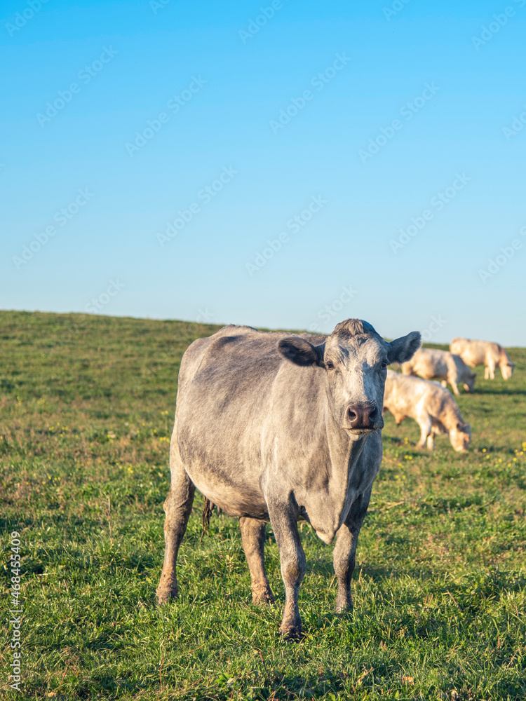 Latvian blue cow on the field on sunny day