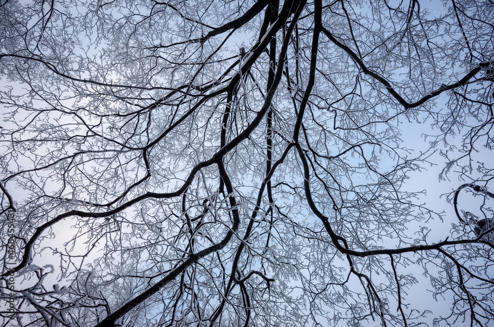 The branches of a tree are covered with ice. The branches of a tree are covered with ice.