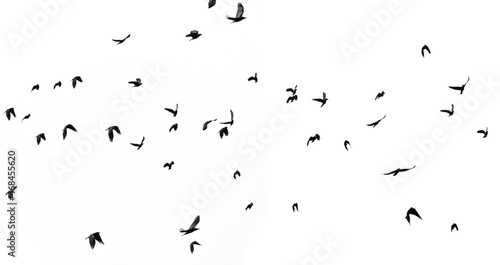 black silhouettes of flying birds © Vera Kuttelvaserova