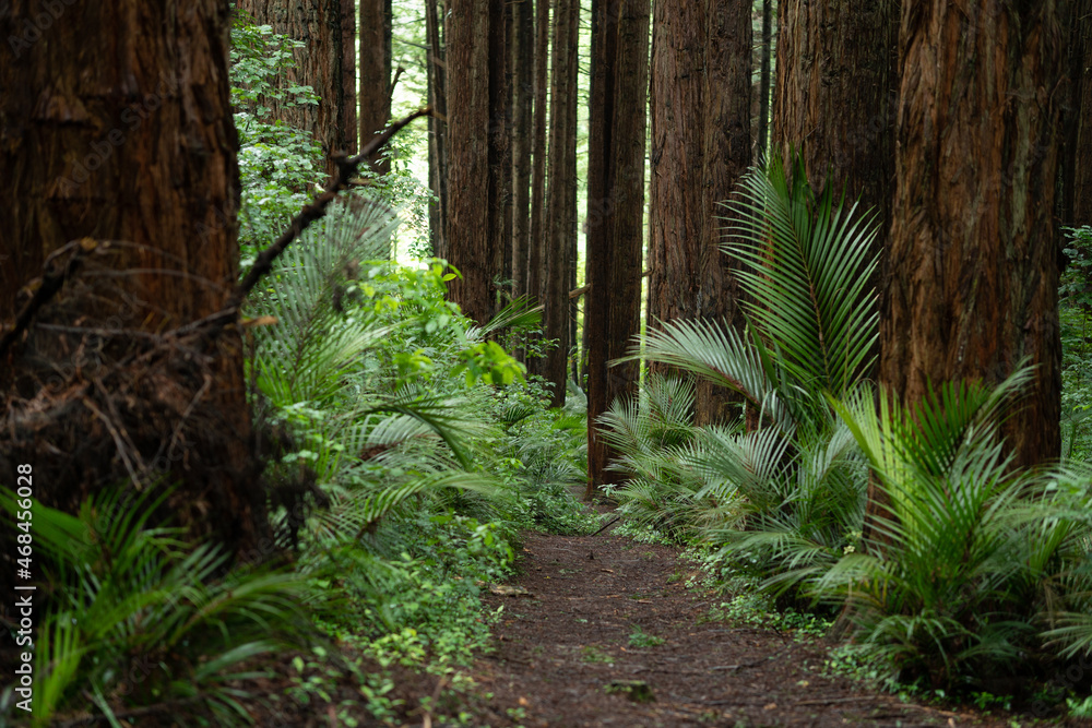 Whakarewarewa Redwood Forest, Rotorua, New Zealand Whakarewarewa Redwood Forest, Rotorua, New Zealand