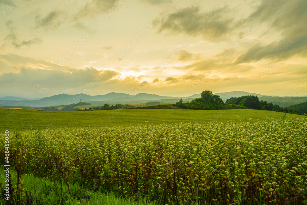 Fototapeta premium 北海道の草原と夕景