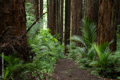Whakarewarewa Redwood Forest, Rotorua, New Zealand photo