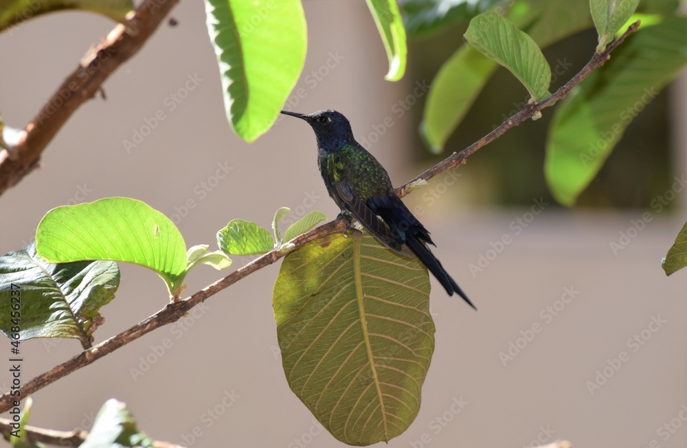 Fototapeta premium beija-flor