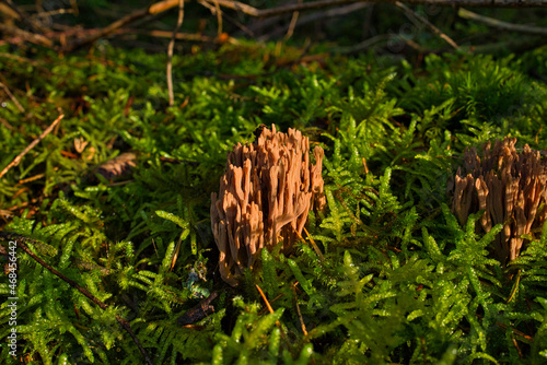 Coral mushroom called Ramaria formosa close-up, beautiful forest background photo