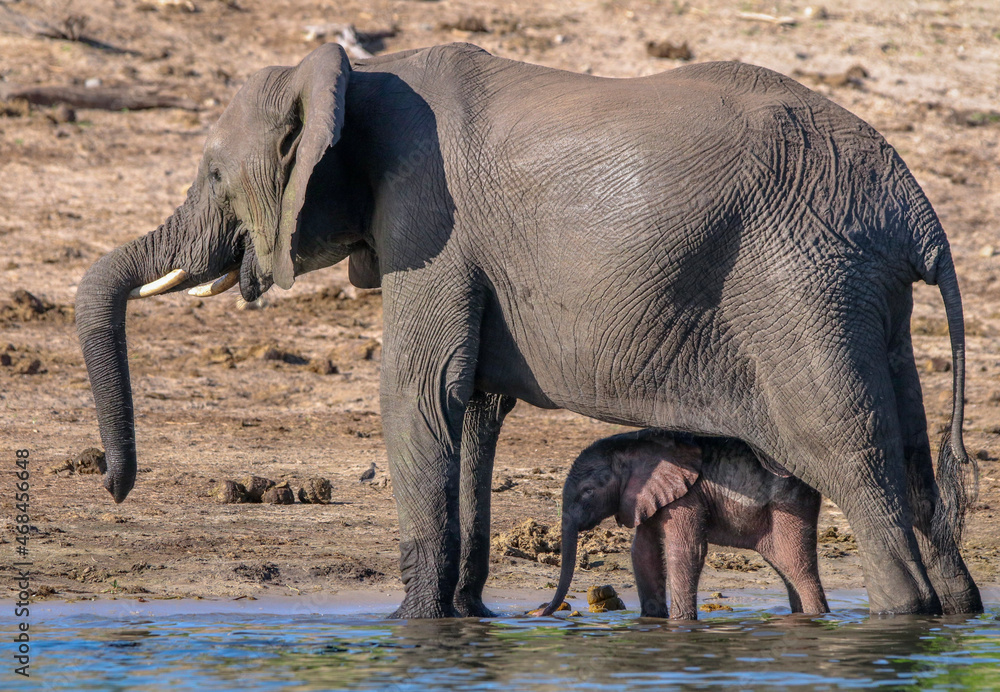 Fototapeta premium Baby elephant and his mother
