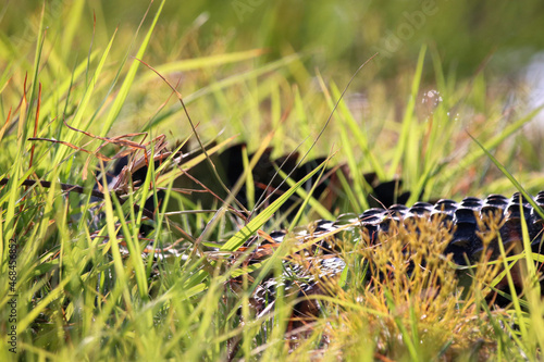 Alligator in the grass © Rosemarie.cote