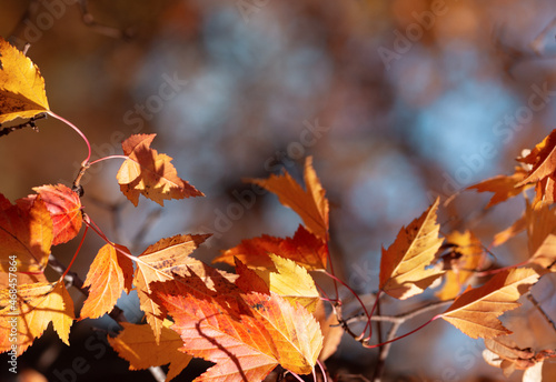 Maple leaves  on a blur background