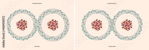 Conceptual vector representation of a palladium molecule, made up of two atoms, and the types of chemical bonds: covalent, atoms sharing electrons, and ionic, an atom gives an electron to another atom