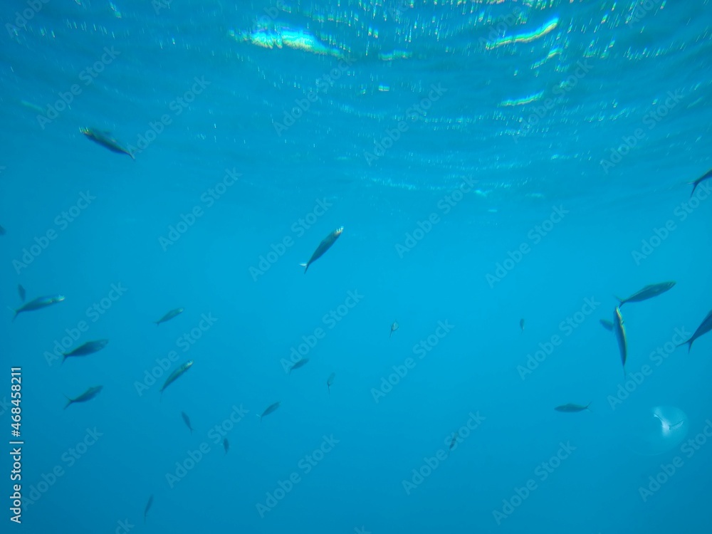 Obraz premium The underwater world of the sea with corals and schools of fish. High quality photo