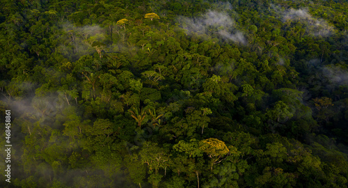 Aerial view of a colorful tropical forest with shades of green and yellow: the amazon forest seen from above © pangamedia