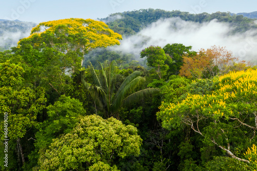Forest canopy with many different tree species, palm trees and flowering trees with yellow flowers: the amazon forest seen from above