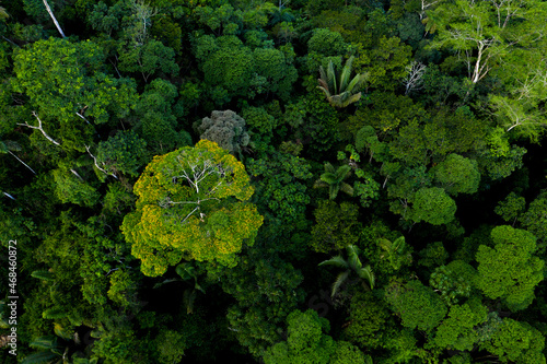 Aerial top view of a tropical forest with palm trees and a tree flowering with yellow flowers sticking out the tree canopy: the Amazon forest seen from above