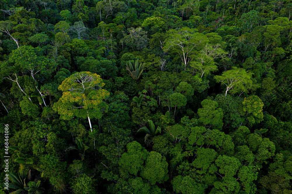 Foto de Aerial side view seen of a tropical forest with a beautiful