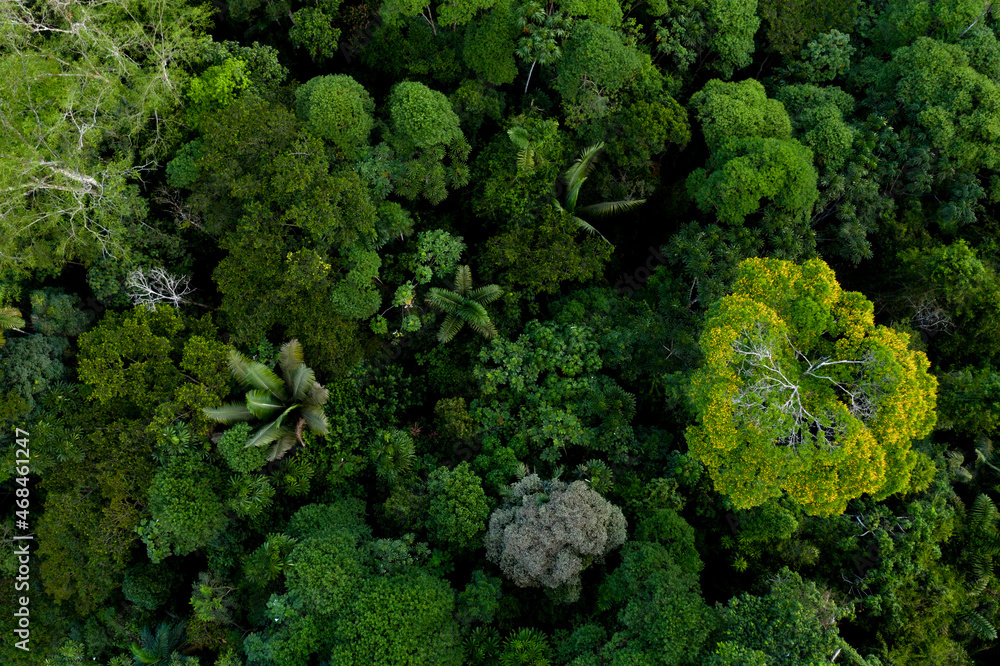 Aerial top view of tropical forest canopy with palm tree leaves, tree species and a flowering tree with yellow flowers: the diverse amazon forest seen from above - obrazy, fototapety, plakaty 