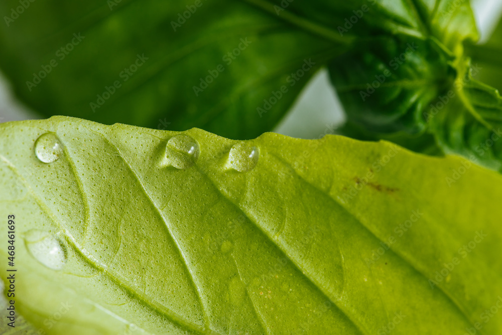 Close up of basil leaves with water drops on it Close up of basil leaves with water drops on it