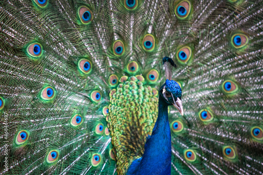 Obraz premium close up of peacock