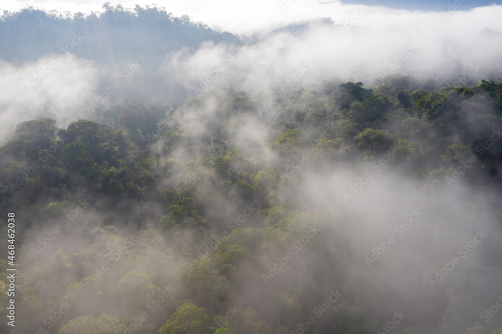 Aerial view over a tropical cloud forest in the Andes of Ecuador: the tree canopy is covered in fog early in the morning