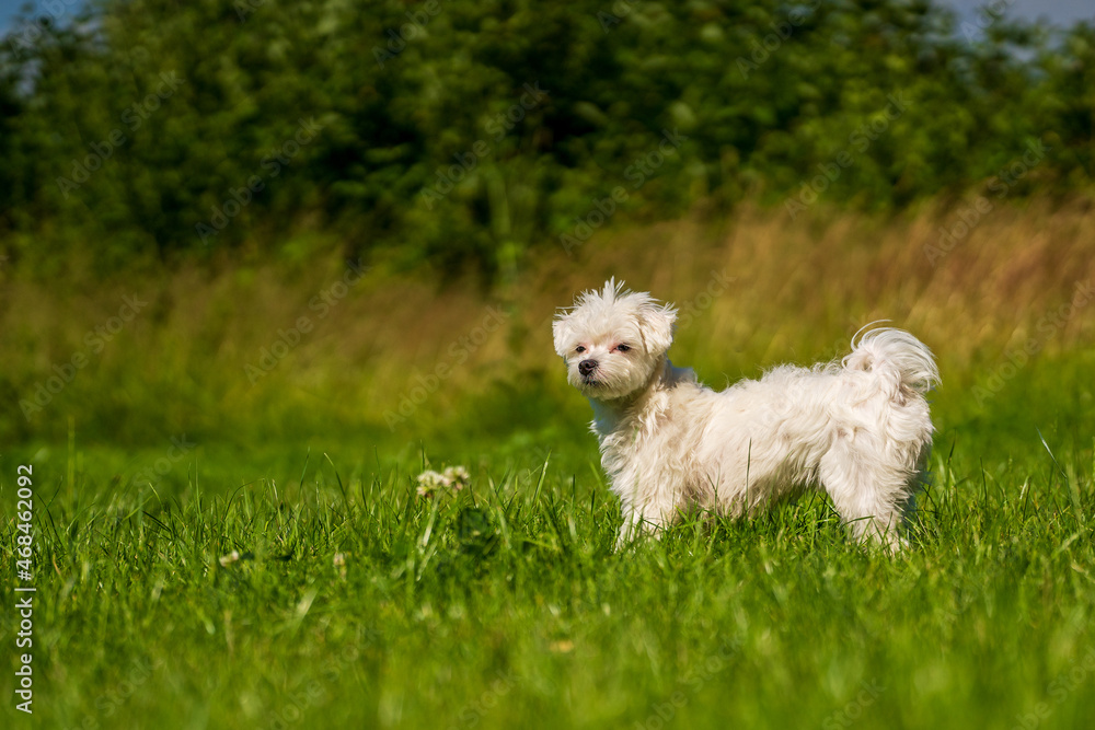 Obraz premium Small mini maltese dog on the meadow