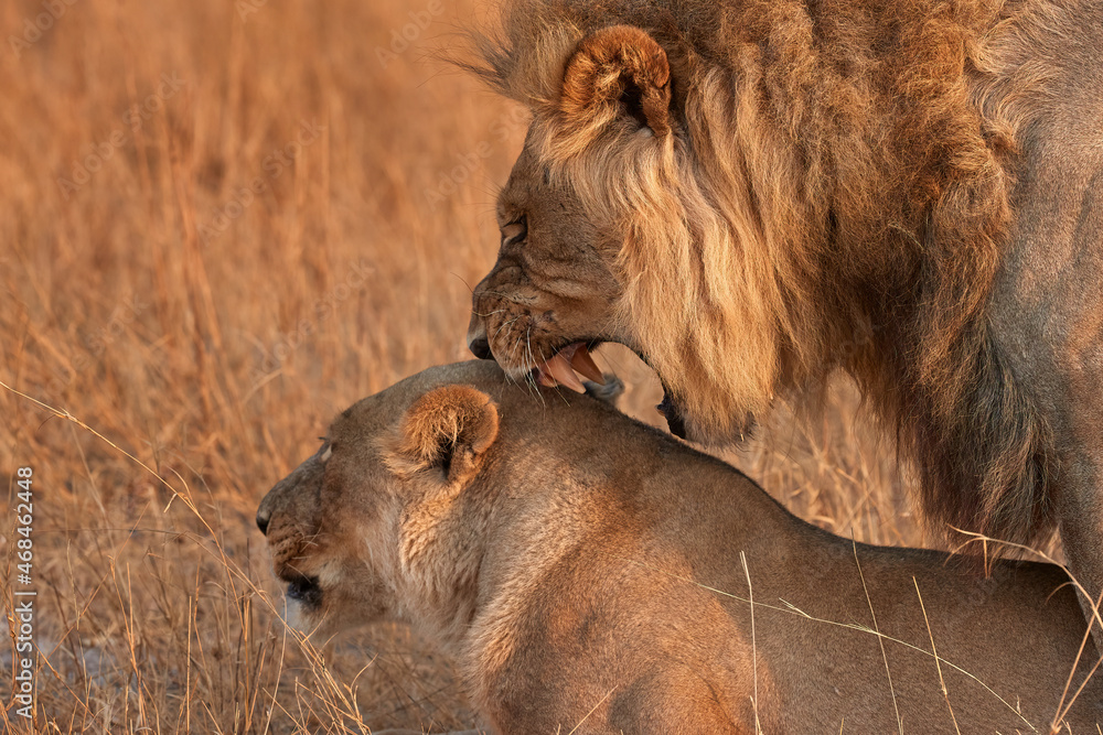 Portrait of a mating pair of African lions, close up, bared teeth, side ...