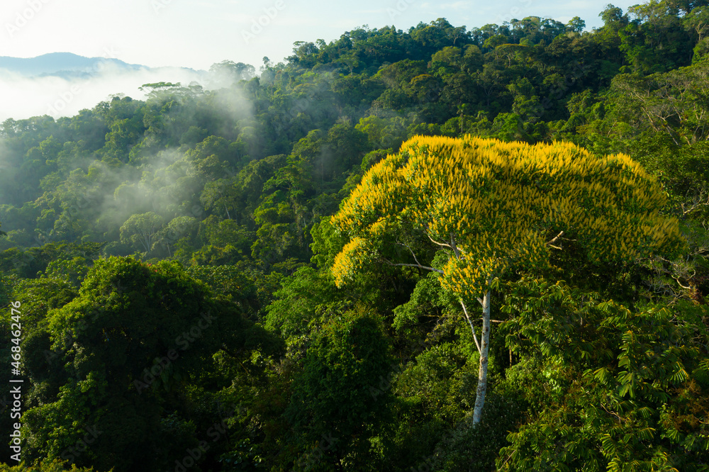 Aerial view of a tree flowering with yellow flowers in the hills of the Amazon: a side view of the tree canopy of a tropical forest