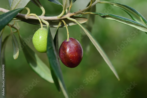 Close up of an unripe green and a ripe dark olive growing on an olive branch with leaves against a green background